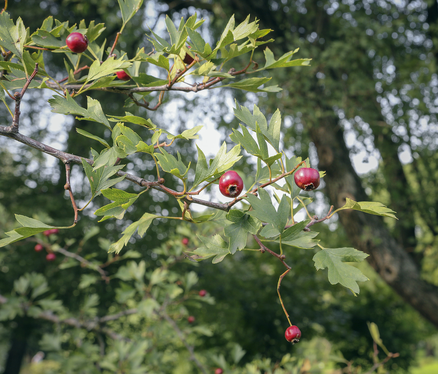 Изображение особи Crataegus pinnatifida.