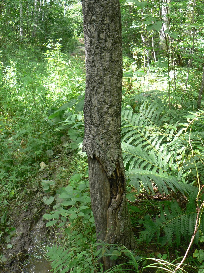 Image of Phellodendron amurense specimen.