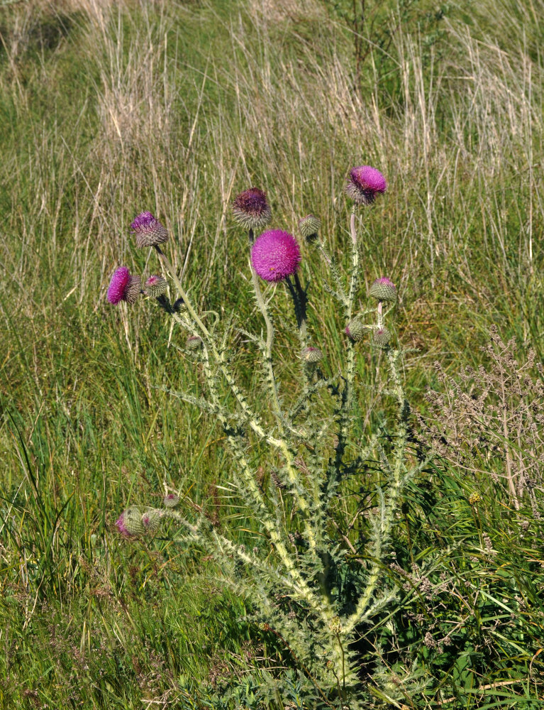 Image of Carduus uncinatus ssp. davisii specimen.