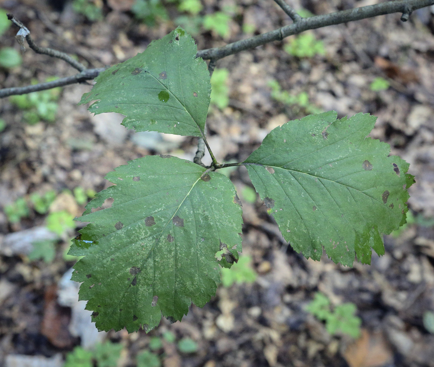 Image of Sorbus austriaca specimen.