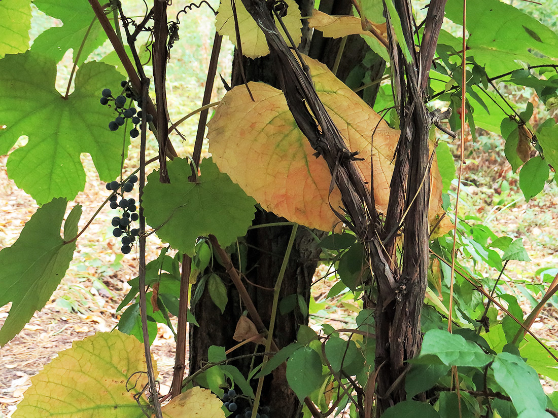 Image of Vitis amurensis specimen.