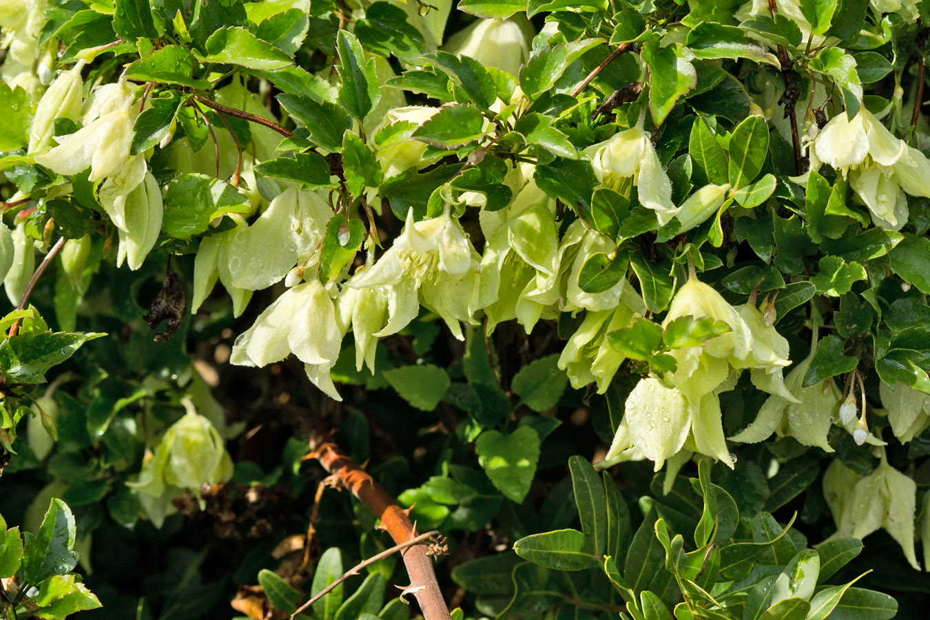 Image of Clematis cirrhosa specimen.