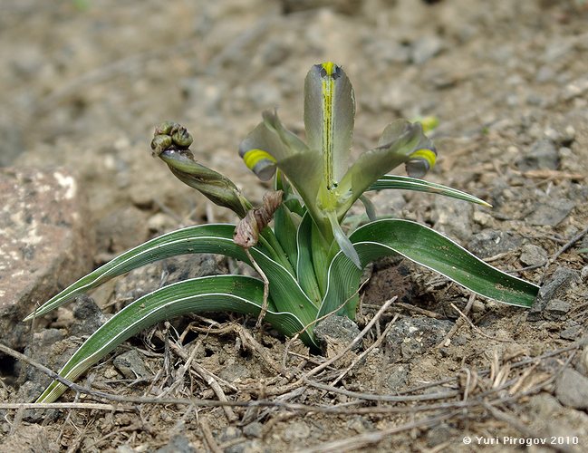 Image of Juno pseudocaucasica specimen.