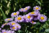 Erigeron speciosus