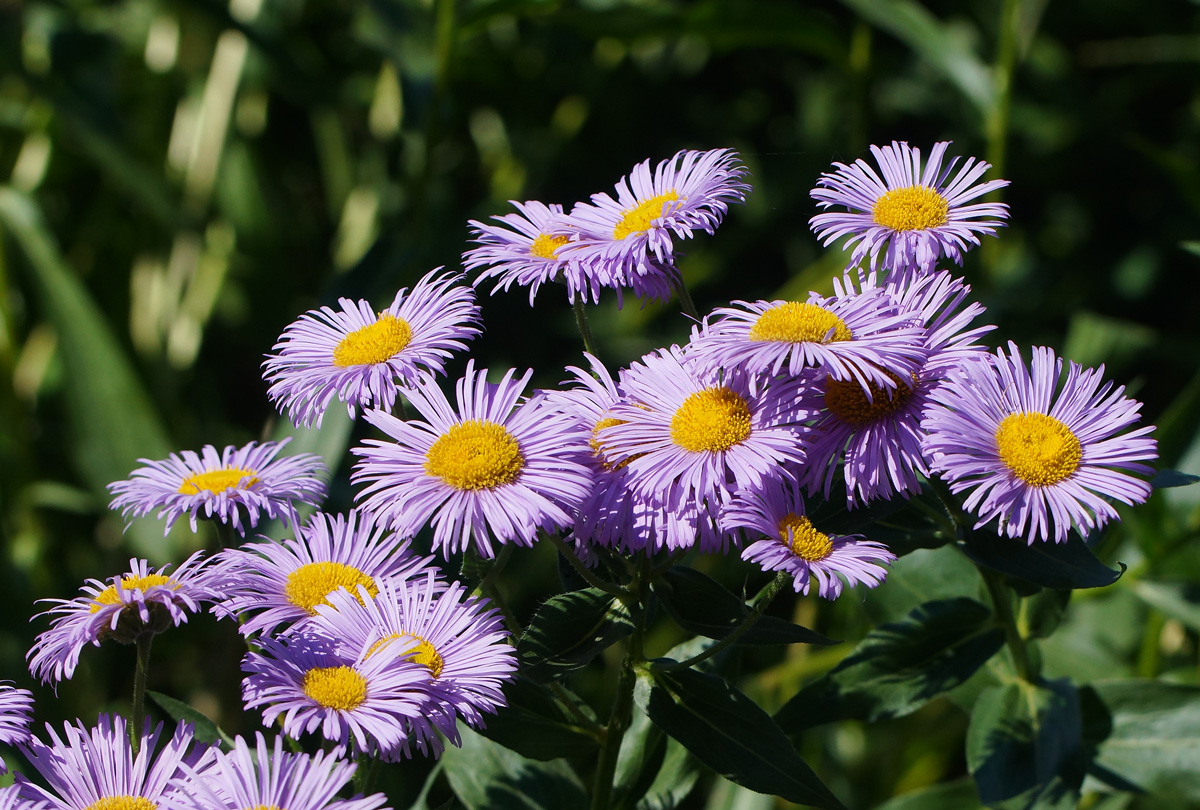 Изображение особи Erigeron speciosus.