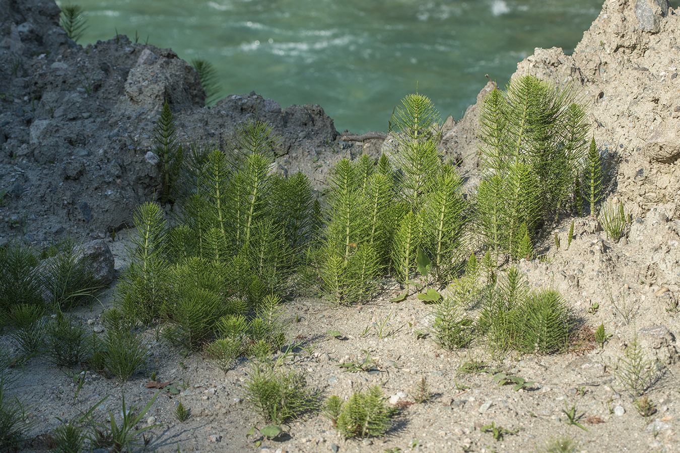 Image of Equisetum telmateia specimen.