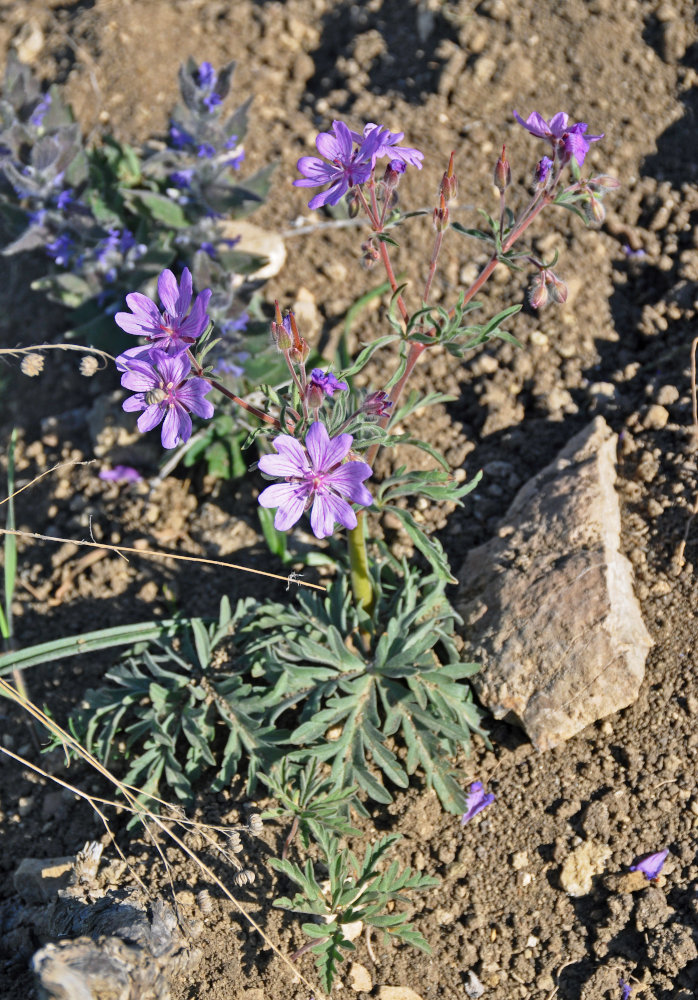 Изображение особи Geranium tuberosum.