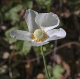 Anemone sylvestris