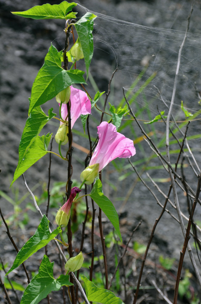 Изображение особи Calystegia inflata.