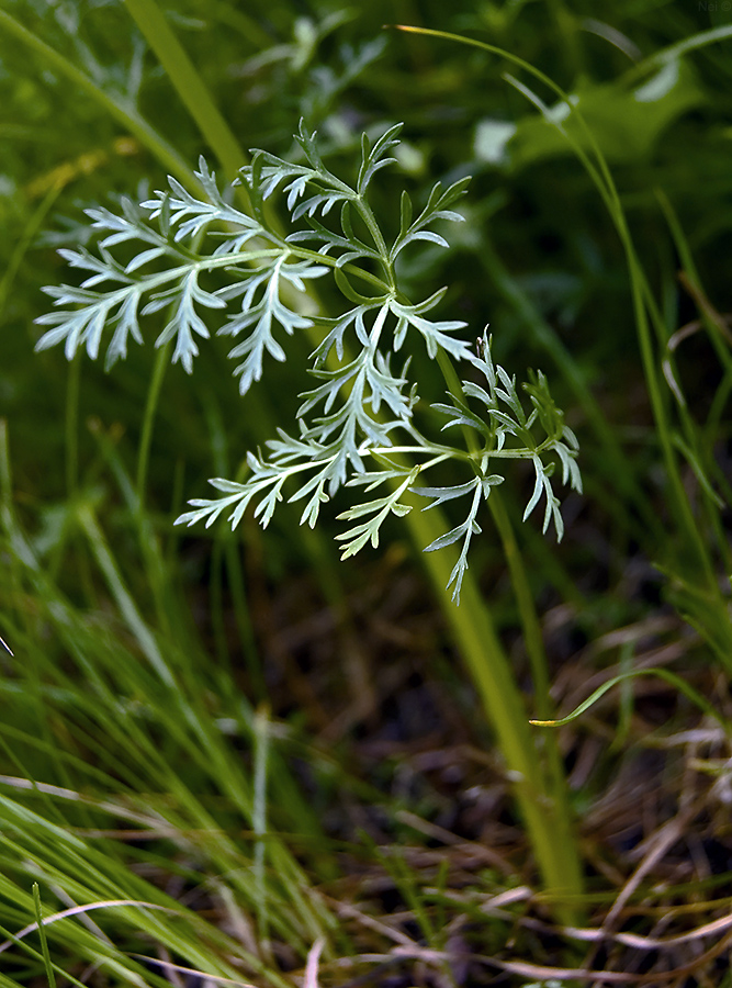 Image of Aulacospermum anomalum specimen.