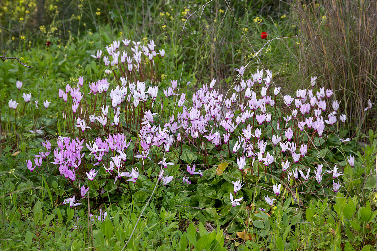Изображение особи Cyclamen persicum.