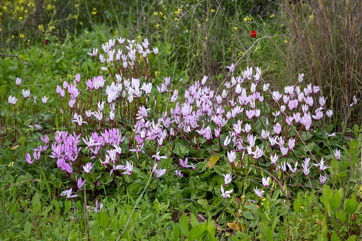 Image of Cyclamen persicum specimen.