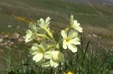 Primula ruprechtii