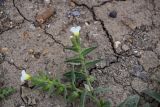 Nonea lutea