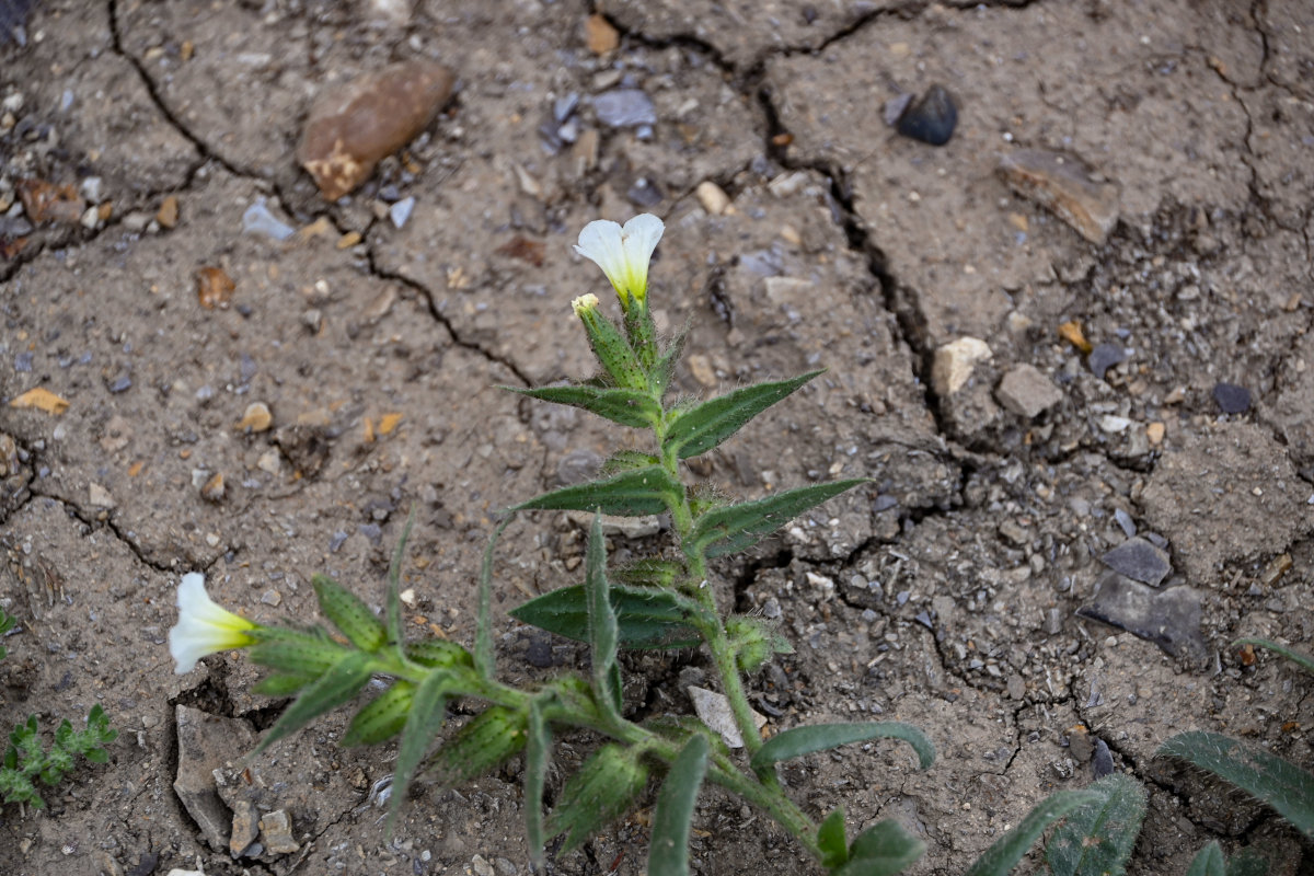 Image of Nonea lutea specimen.