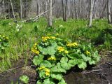 Caltha fistulosa