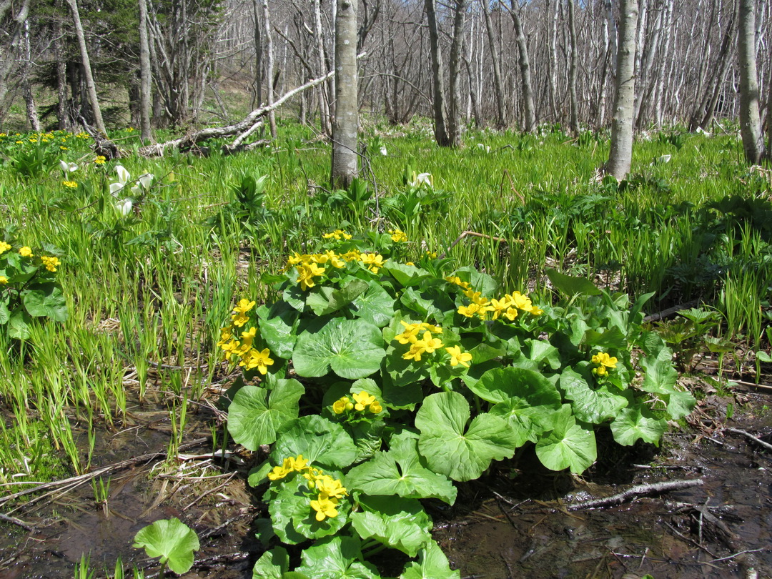 Изображение особи Caltha fistulosa.