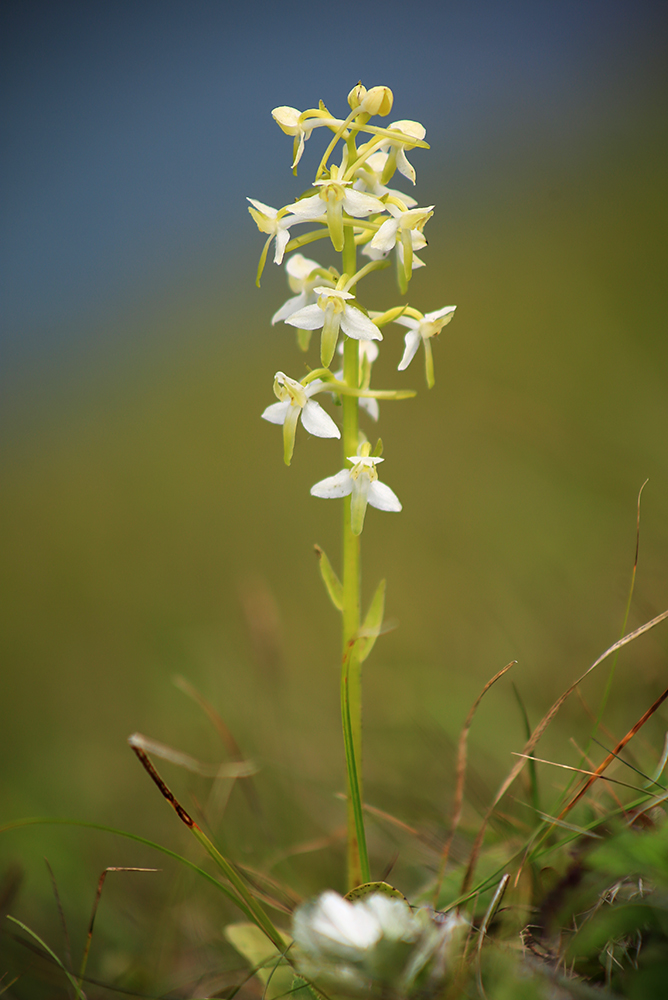 Image of Platanthera × mixta specimen.