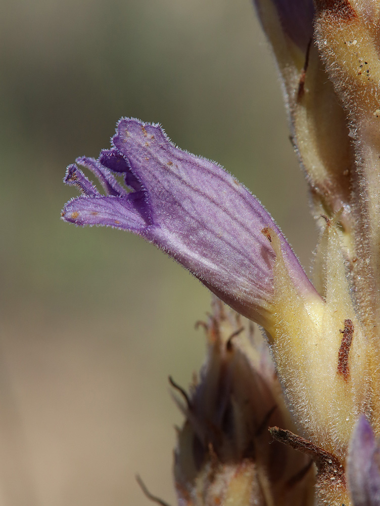 Image of Phelipanche arenaria specimen.