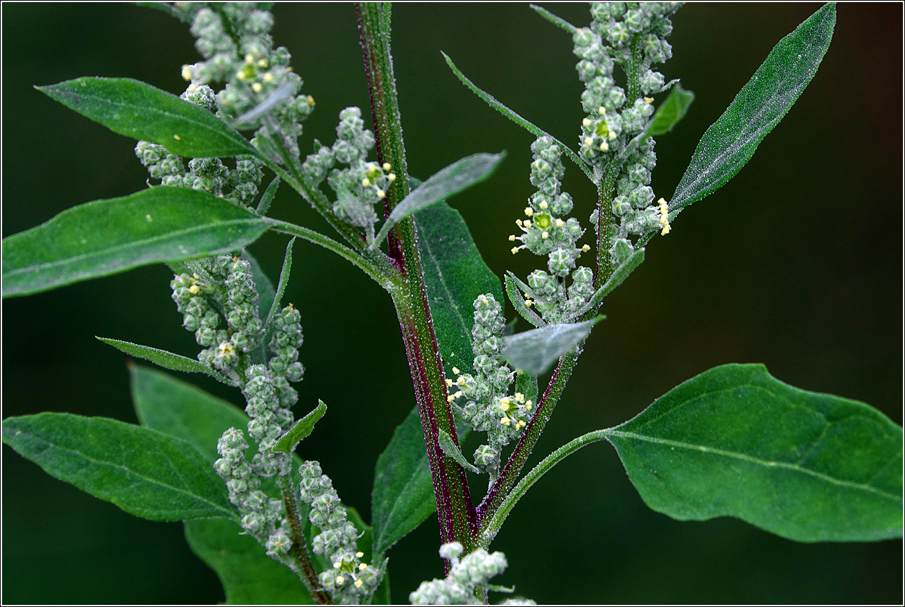 Изображение особи род Chenopodium.