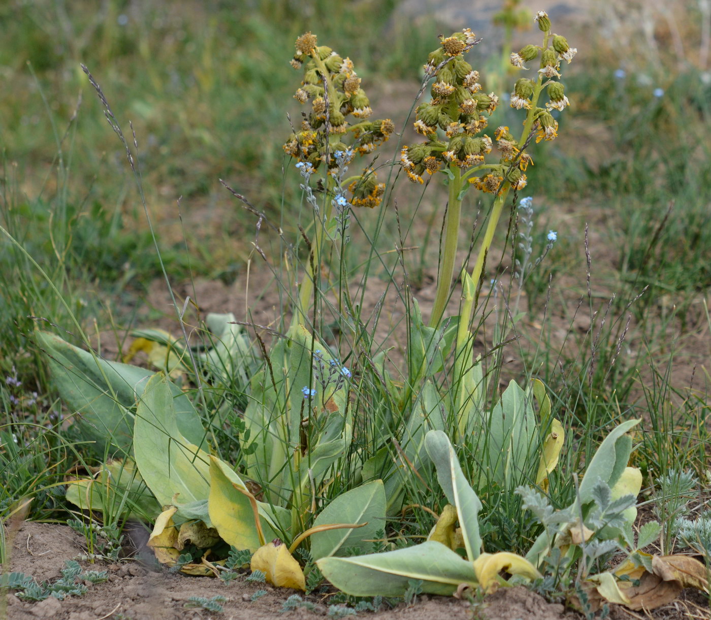 Изображение особи Ligularia alpigena.