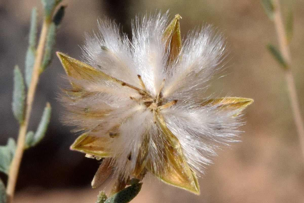 Image of Reaumuria turkestanica specimen.