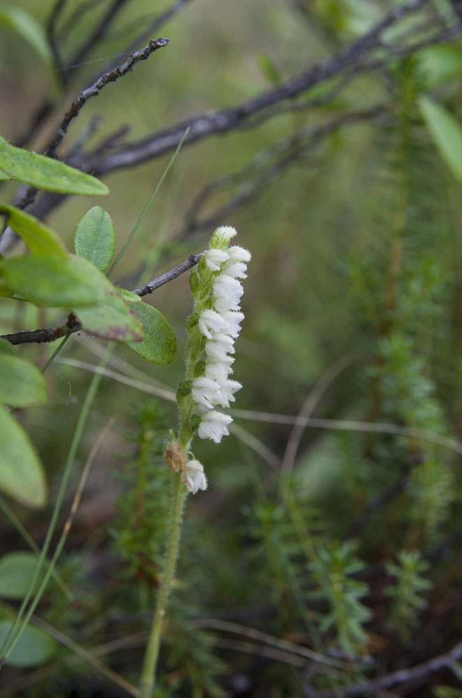 Изображение особи Goodyera repens.