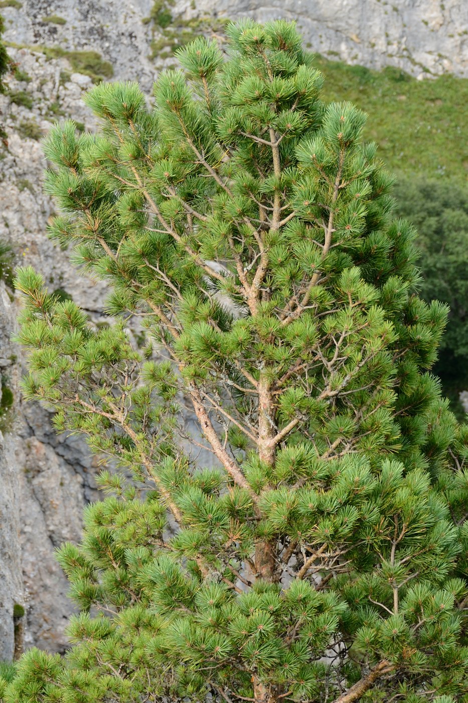 Image of Pinus sylvestris ssp. hamata specimen.