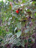 Rubus fraxinifolius. Веточка с плодами. Филиппины, провинция Сагада, окр. Ambasing. 08.11.2008.