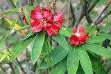 genus Rhododendron. Побеги с соцветиями. Бутан, дзонгхаг Пунакха, национальный парк \"Royal Botanical\". 03.05.2019.