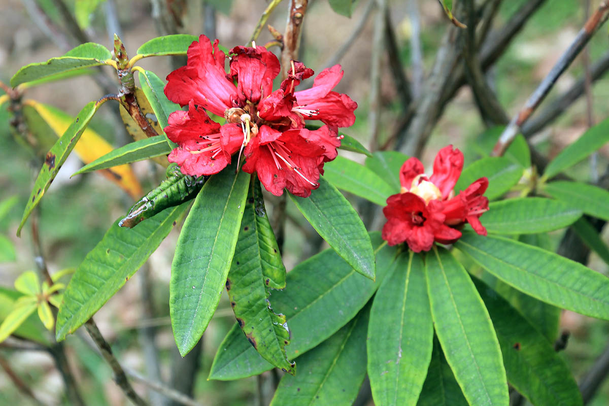 Image of genus Rhododendron specimen.