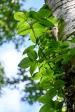 Toxicodendron orientale. Верхушка ветви на стволе Betula. Курильские о-ва, о-в Кунашир, вулкан Менделеева, ≈ 400 м н.у.м., широколиственный лес. 21.08.2022.