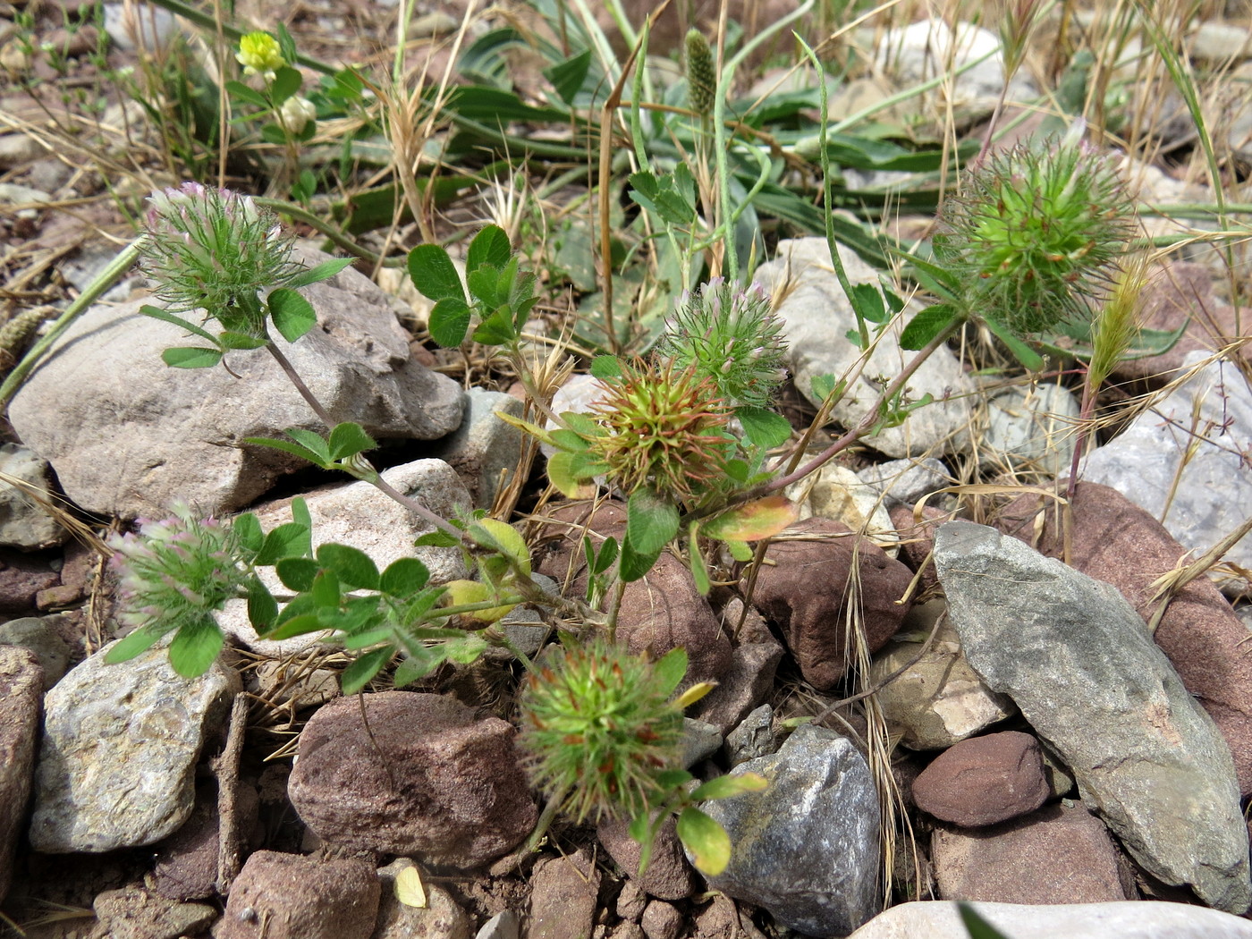 Изображение особи Trifolium lappaceum.