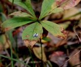 Trientalis europaea