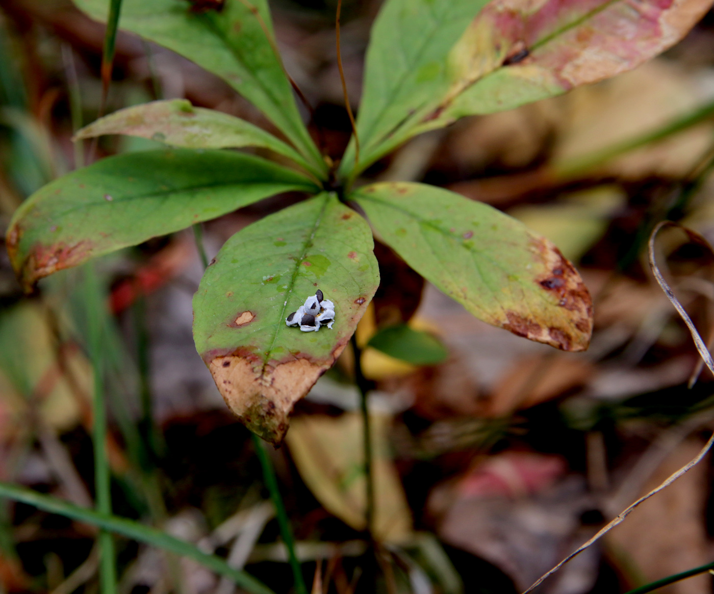 Image of Trientalis europaea specimen.