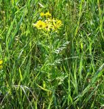 Senecio erucifolius. Верхушка цветущего растения. Иркутская обл. Усть-Ордынский р-н, окр. пгт Усть-Орда, долина р. Куда, луг. 08.08.2022.