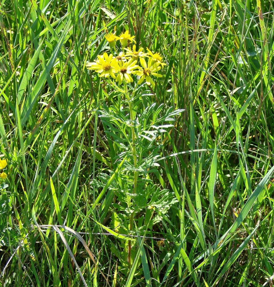 Изображение особи Senecio erucifolius.