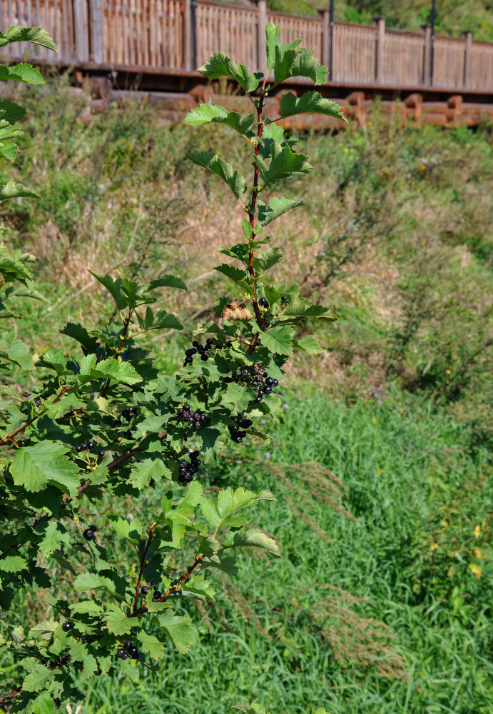Image of genus Crataegus specimen.