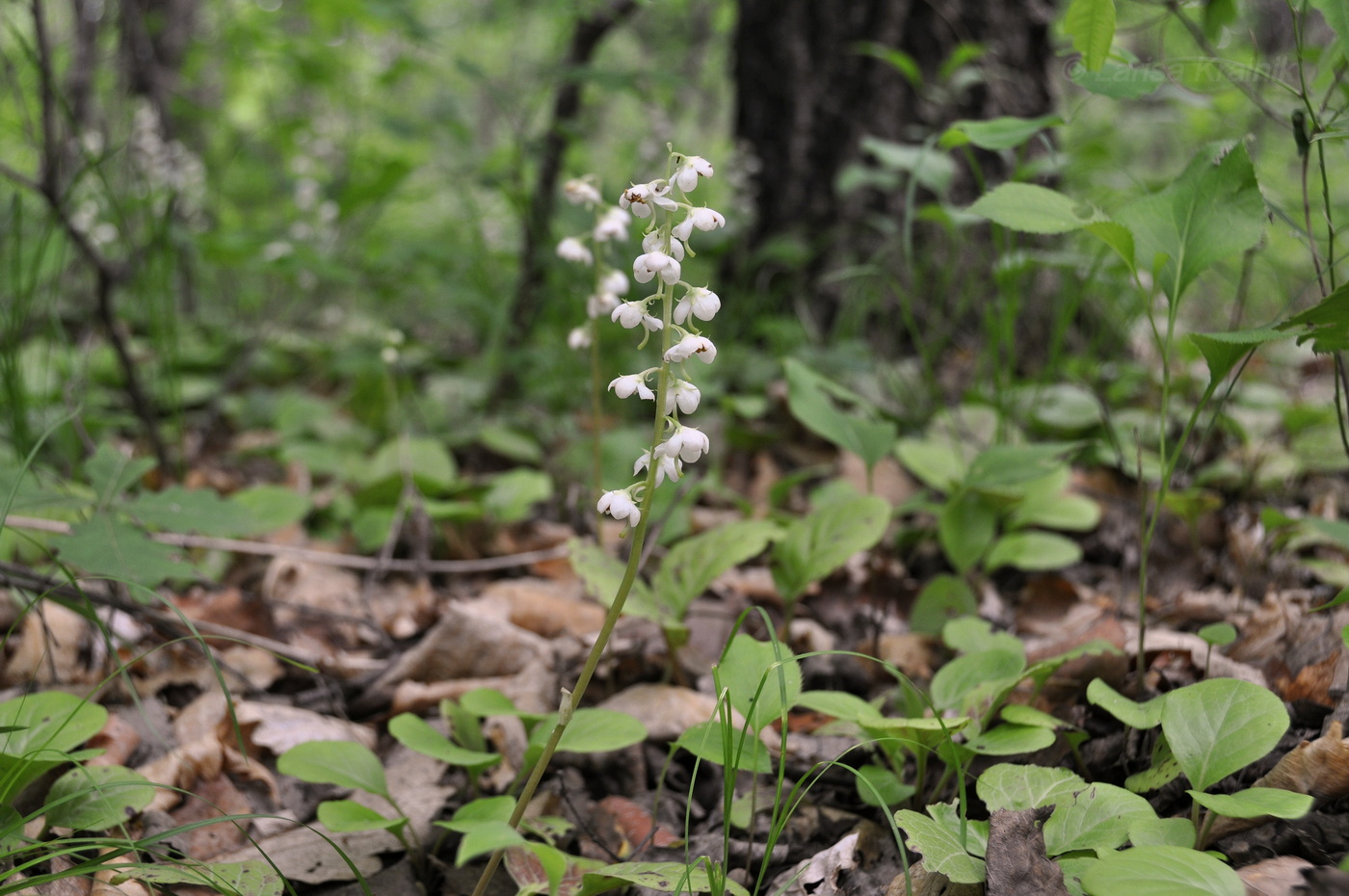 Image of Pyrola rotundifolia specimen.