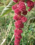 Amaranthus caudatus. Часть соцветия. Крым, Симферополь, берег р. Бол. Салгир. 3 ноября 2010 г.