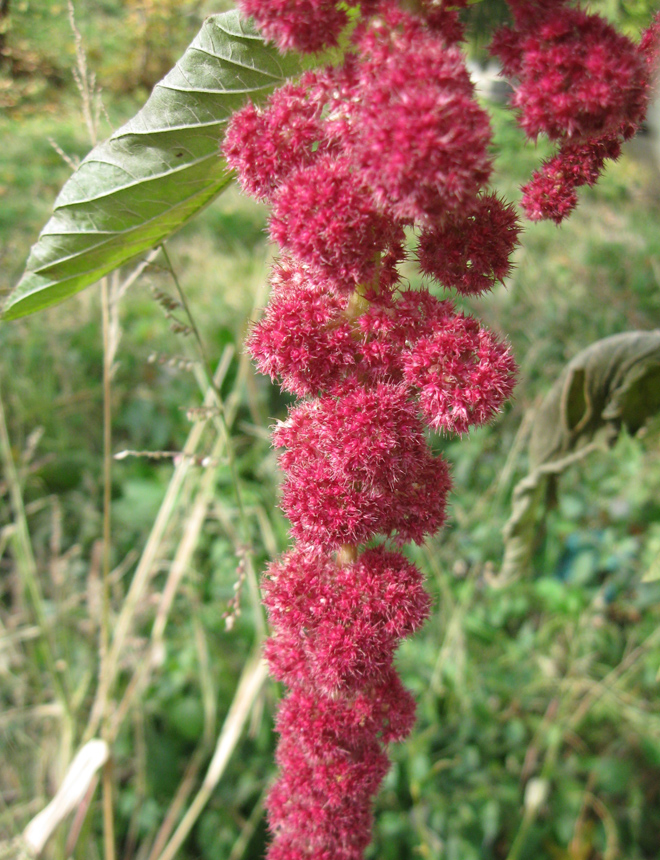 Image of Amaranthus caudatus specimen.