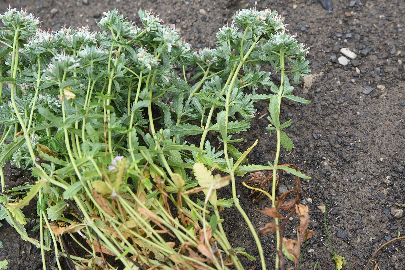 Image of Teucrium capitatum specimen.