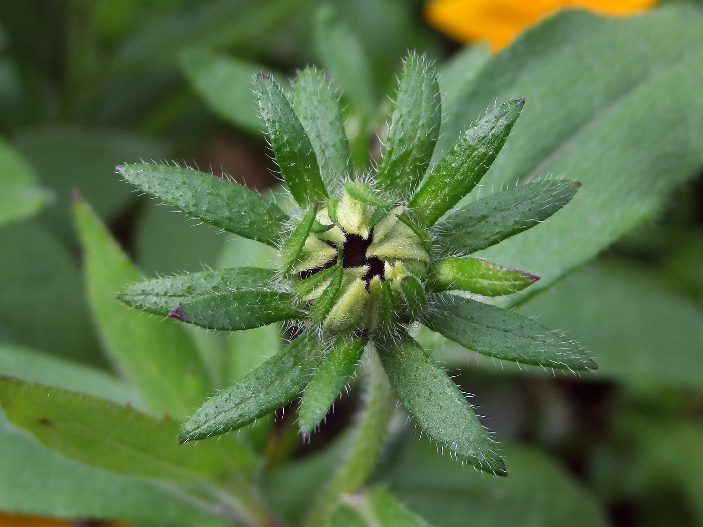 Image of Rudbeckia hirta specimen.