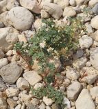 Melilotus tauricus