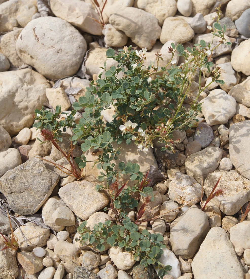 Изображение особи Melilotus tauricus.