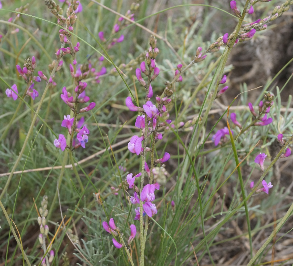 Изображение особи Astragalus tauricus.