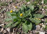 Calendula arvensis