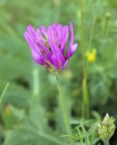 Astragalus onobrychis