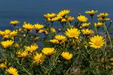 Glebionis coronaria