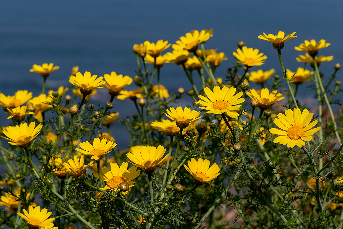 Изображение особи Glebionis coronaria.